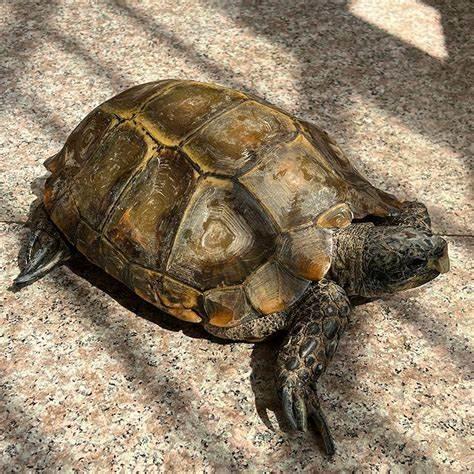 凹甲陆龟（动物们181）

凹甲陆龟，又称山龟、龟王、 金麒麟、麒鱗龟。头顶上有