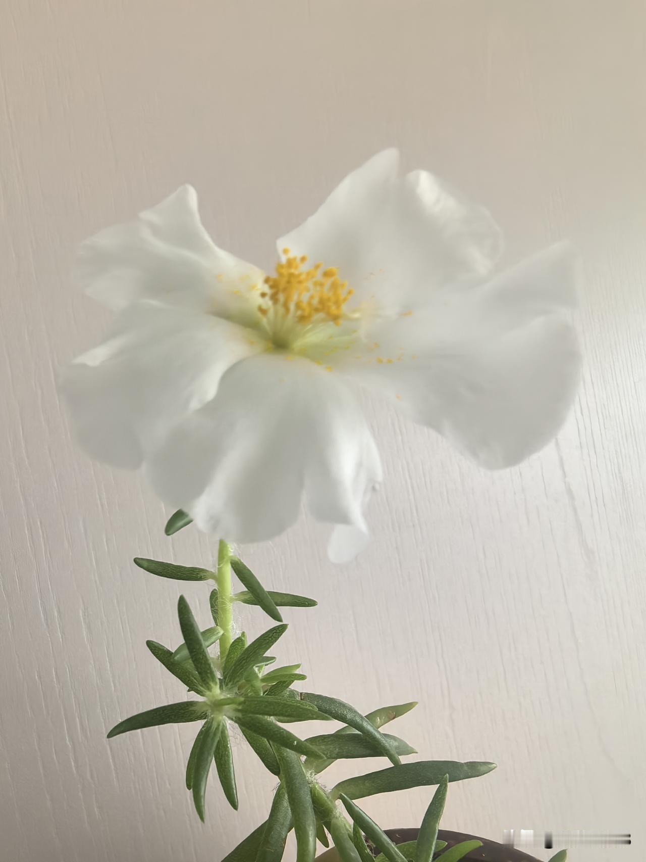 太阳花开花了，白色的，很漂亮。这还是去年12月我在攀枝花迤沙拉大道上捡拾的。
