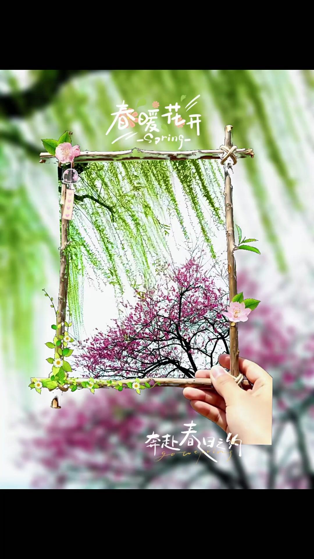 春天里最适合看的就是柳树啦，垂落的枝条像绿色的丝绦，风一吹就轻轻飘动，真的很有“