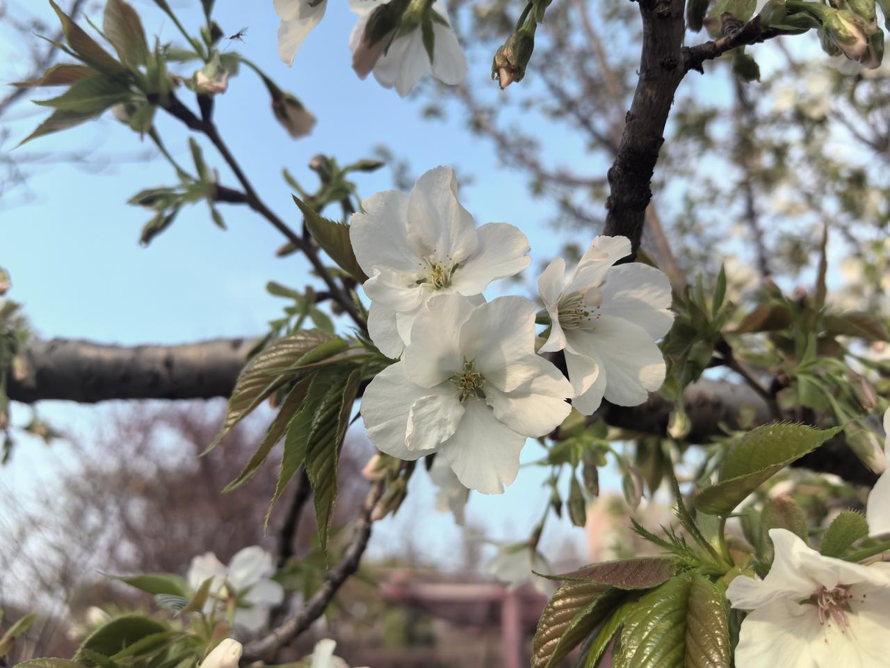 【热评】借尸施压不可取
女子参加丧礼被砸死 遗体停放半年多

花季女子参加丧礼，