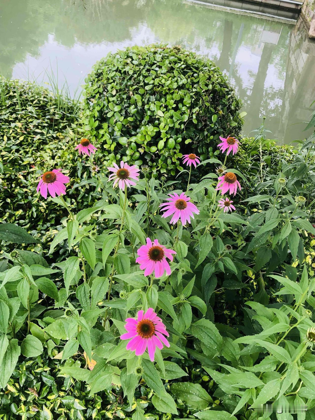 公园里随手拍的花花草草真好看，河边的紫锥菊像小太阳，玉簪花垂着一串小风铃，木槿开