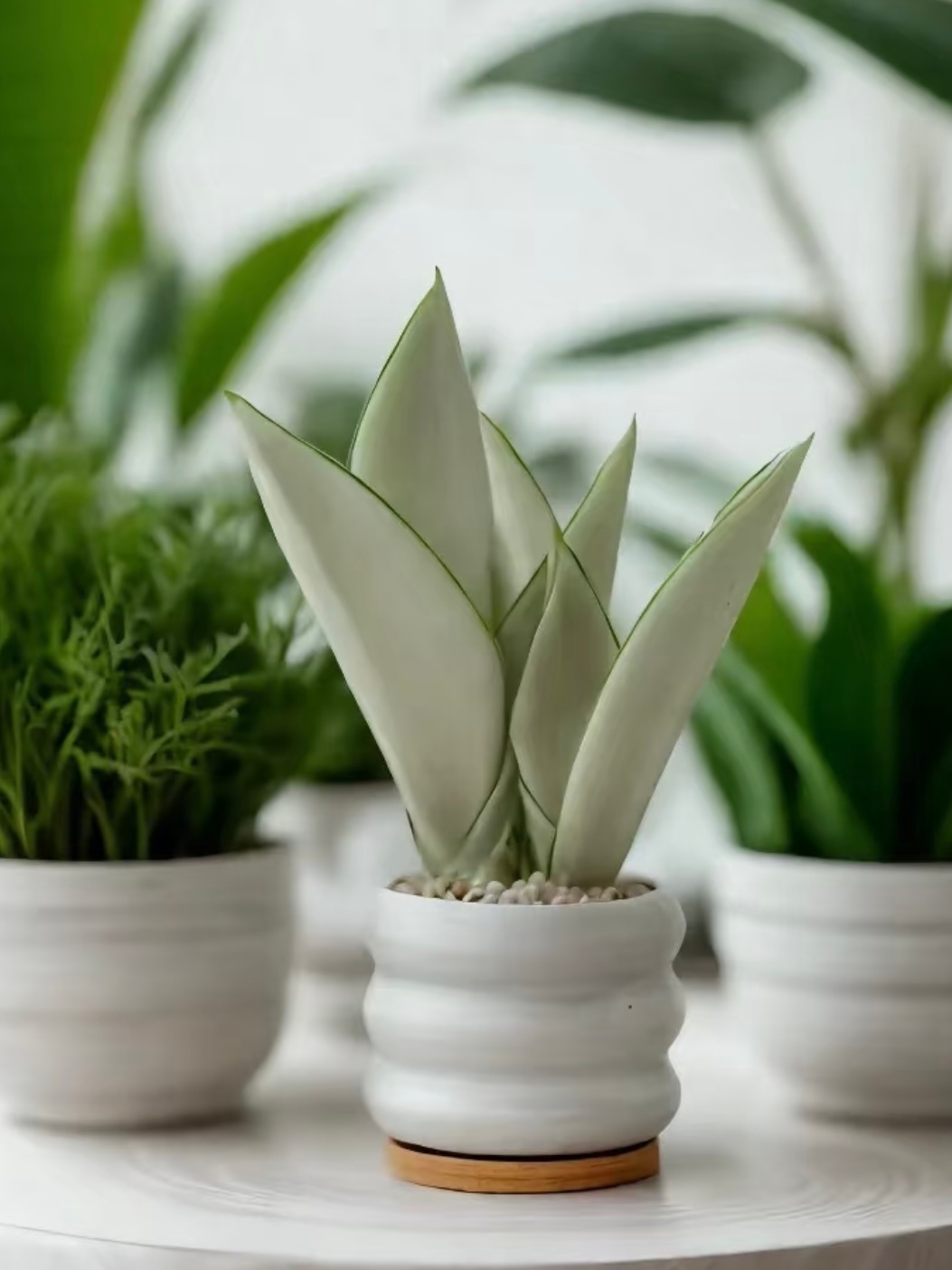 虎皮兰种植方法：1. 光照适应性强：虎皮兰既喜光又耐阴，但在明亮的散射光下生长最