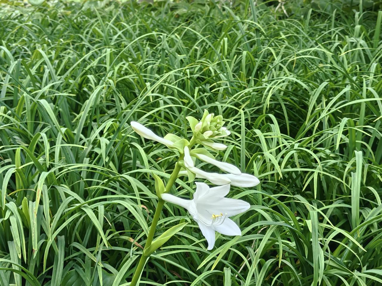 分享一下你随手拍的照片洁白如雪的玉簪花
