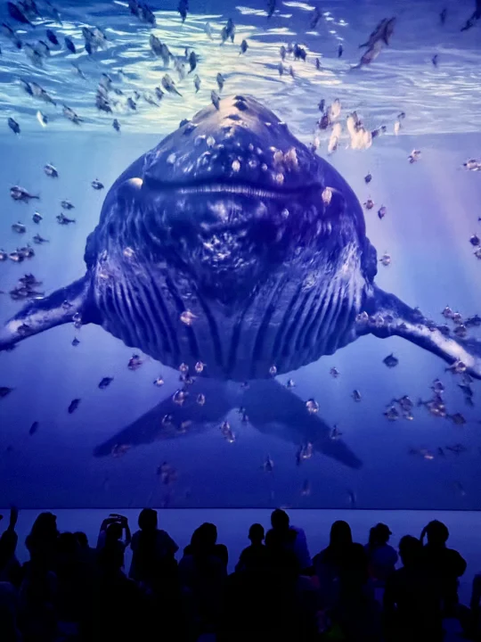 上海花的最值的一笔！