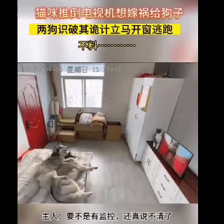 那只跑出去的还关窗陷害