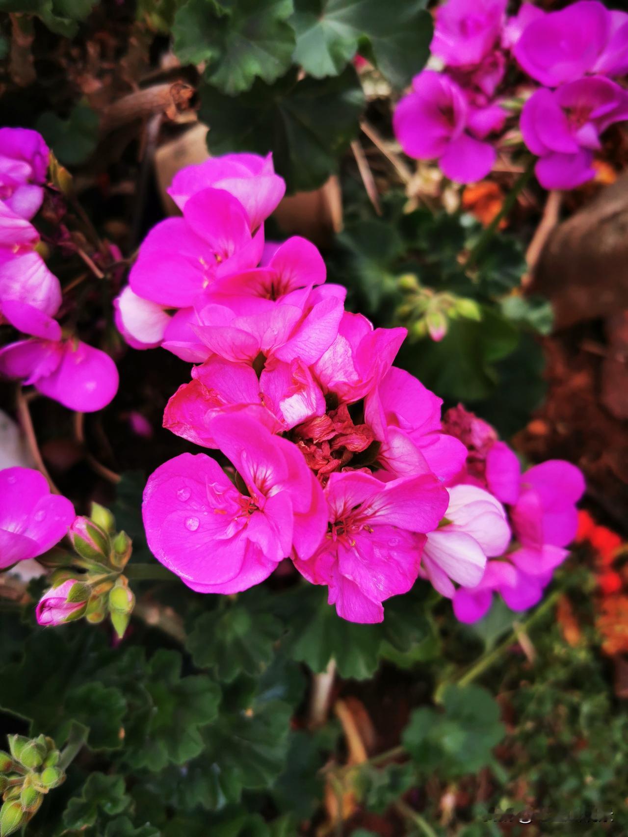 随手拍公园的花草