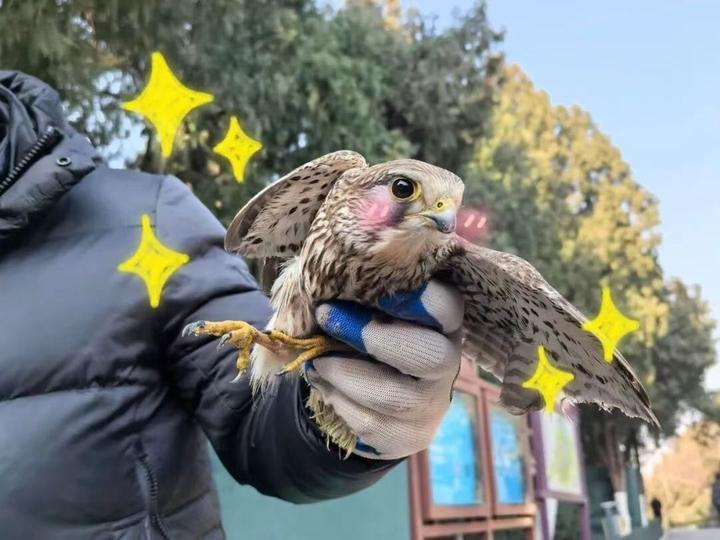 警民携手，救助国家二级保护动物红隼！近日，热心市民小刘在路边草坪中发现一只小鸟静