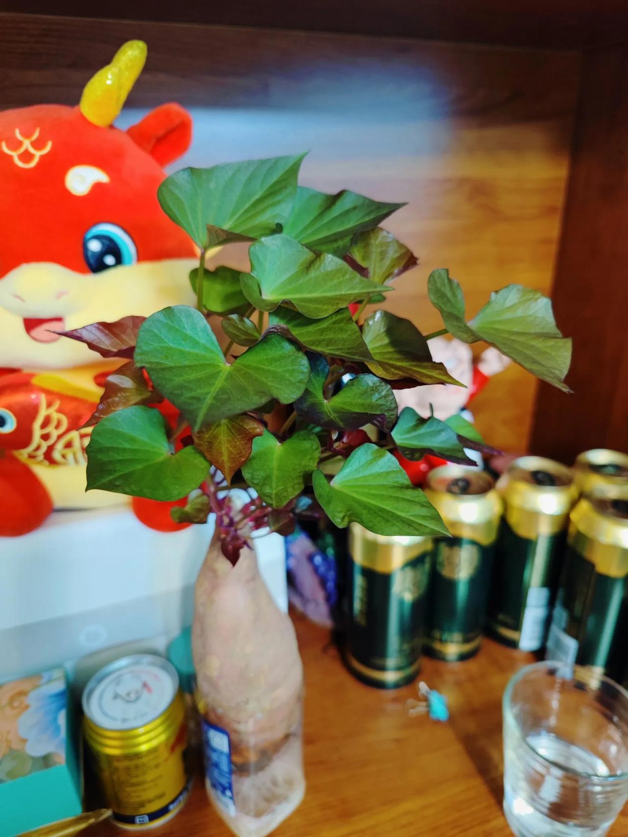 长得很旺盛的红薯叶，放在那就没管它，今天一看，叶子长了这么多了，出其不意。