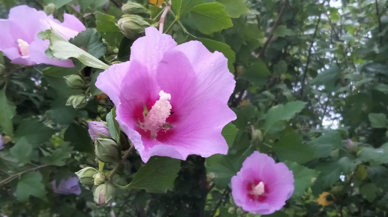 晒一晒随手一拍的花朵月季花月月开花，木槿花清晨夜放。