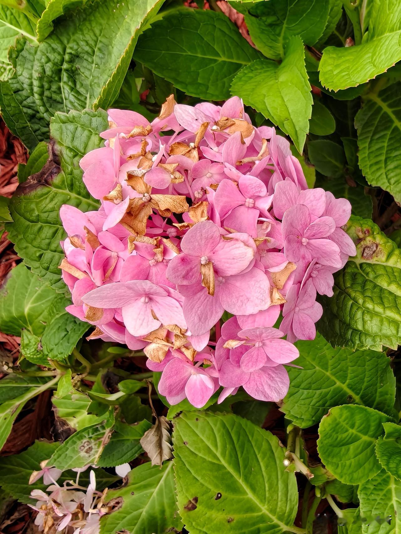 初夏庭院，绣球悄然盛放。翠叶为底，万千细碎小花相拥成圆滚滚的花球，蓝、粉、白各色