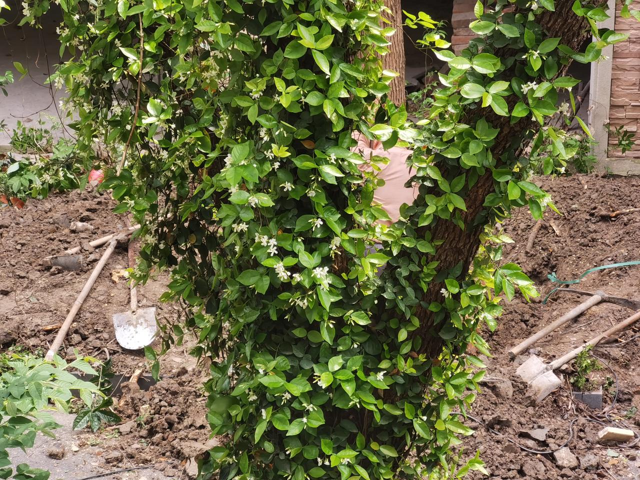 小区里砍伐大樟树，空气中弥漫着樟树的香味，特地弄了一块樟木，留着散发香气。樟树