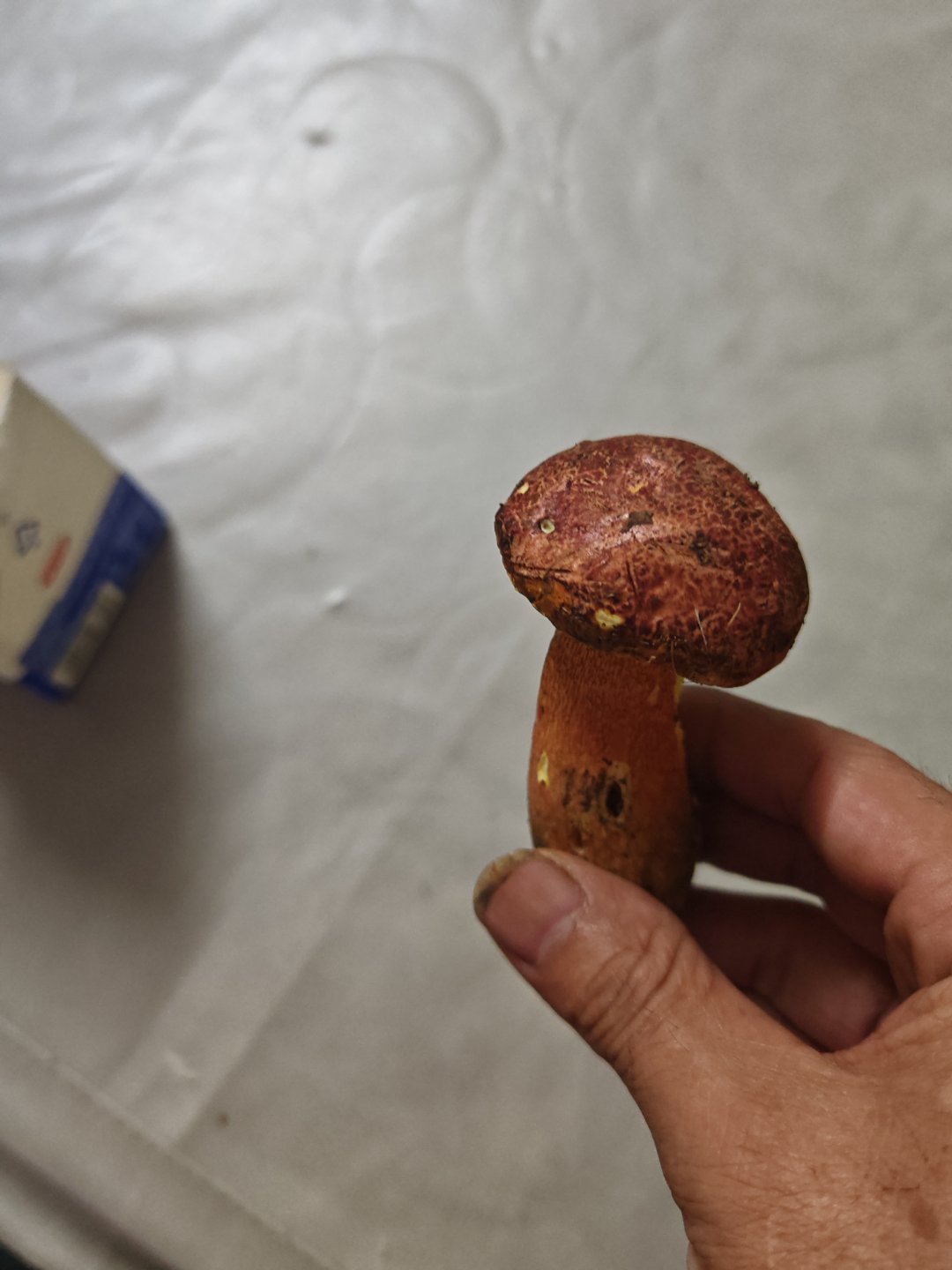 生活手记这是什么牛肝菌，像红葱（见手青），但并不变色！！也不是假红葱，因为肉是黄