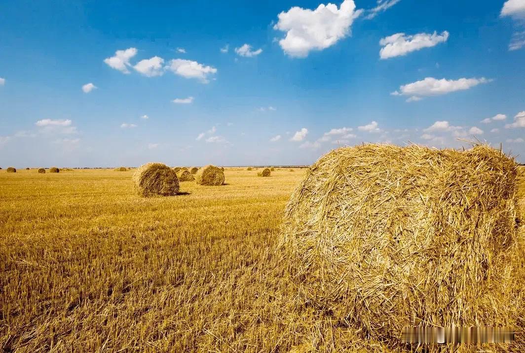 #焚烧秸秆,是增肥还是污染?# 
秸秆烧了，是污染环境。但不烧秸秆堆放一起沤烂了