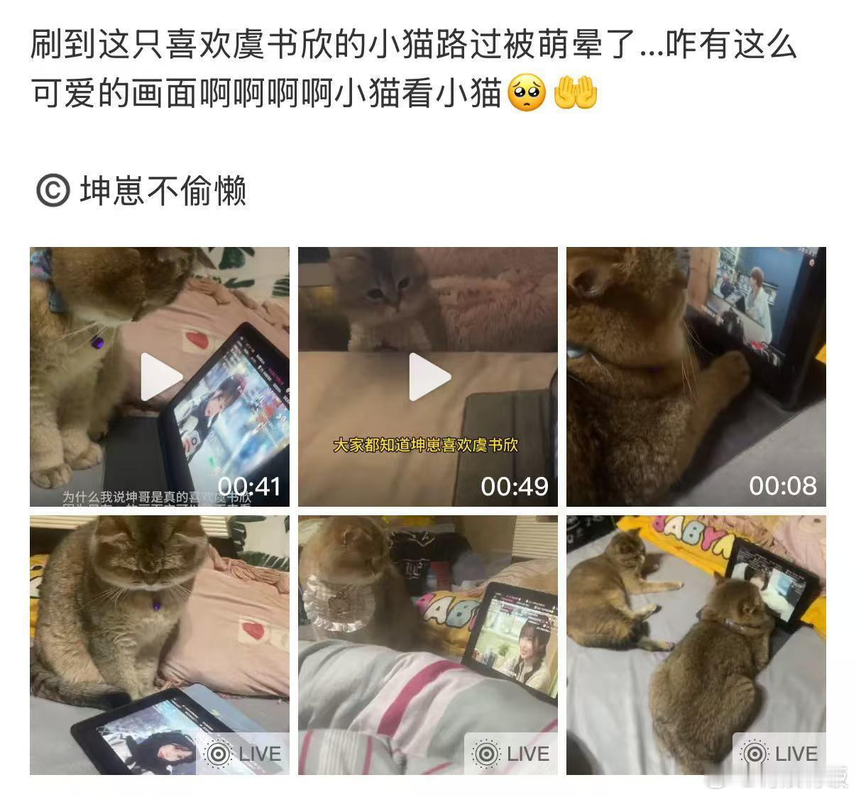 只喜欢虞书欣的小猫喜欢虞书欣的小猫只喜欢虞书欣的小猫，这太萌，[嘻嘻][嘻嘻][