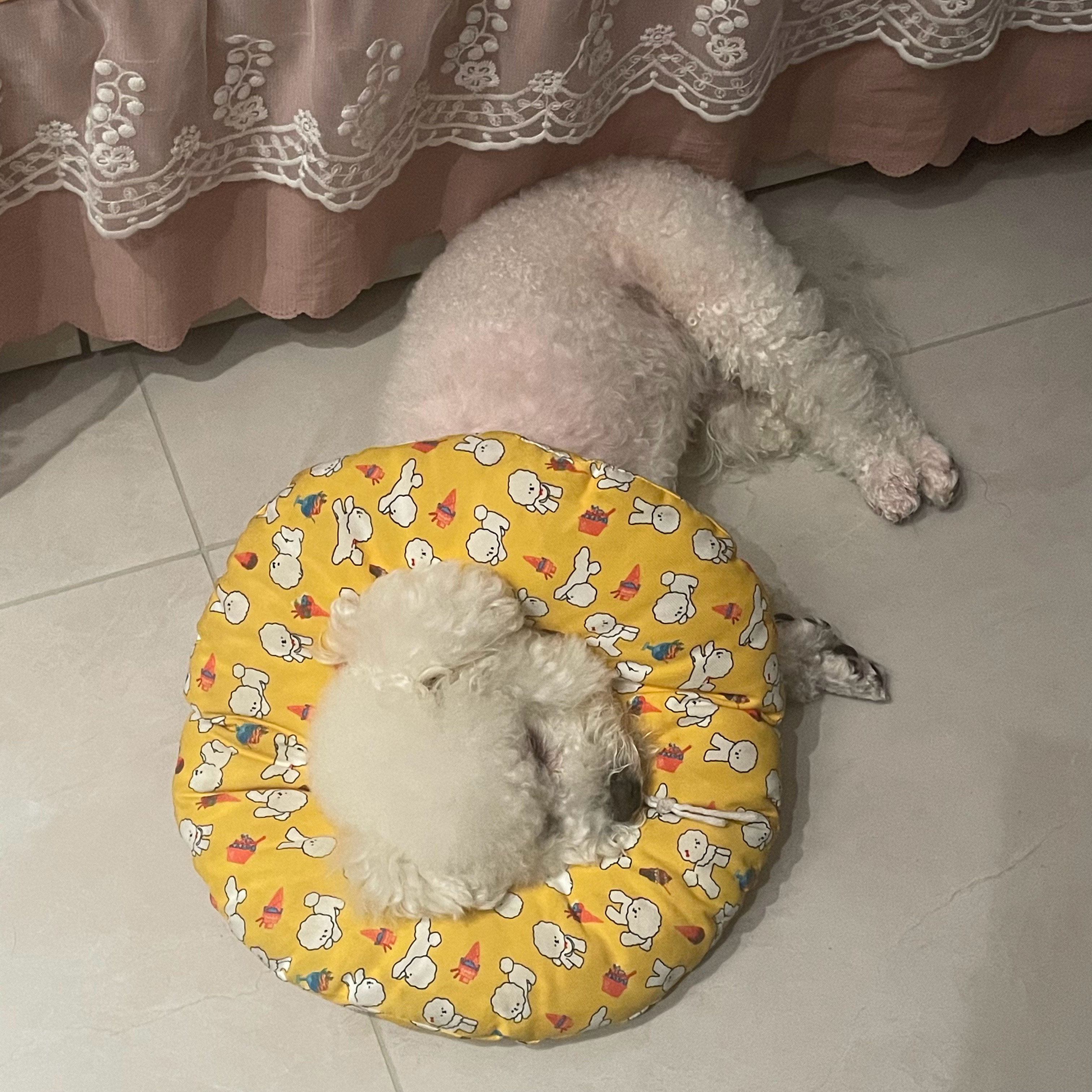 人 请跟小狗说晚安