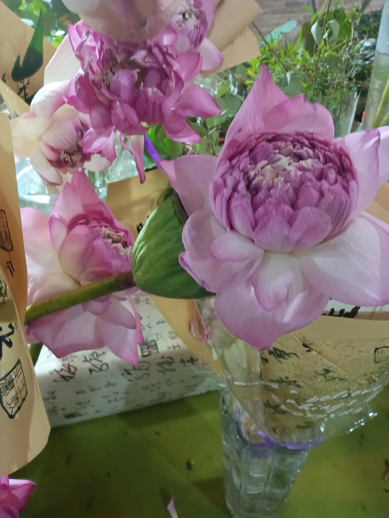 夏日荷花莲莲看
