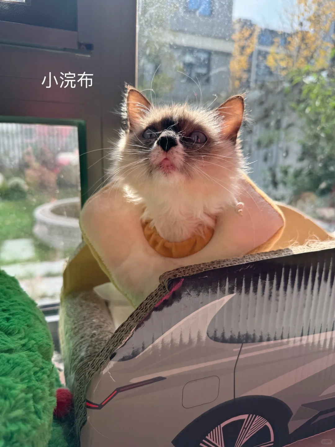 今天本来要带阿布和德总去医院复查