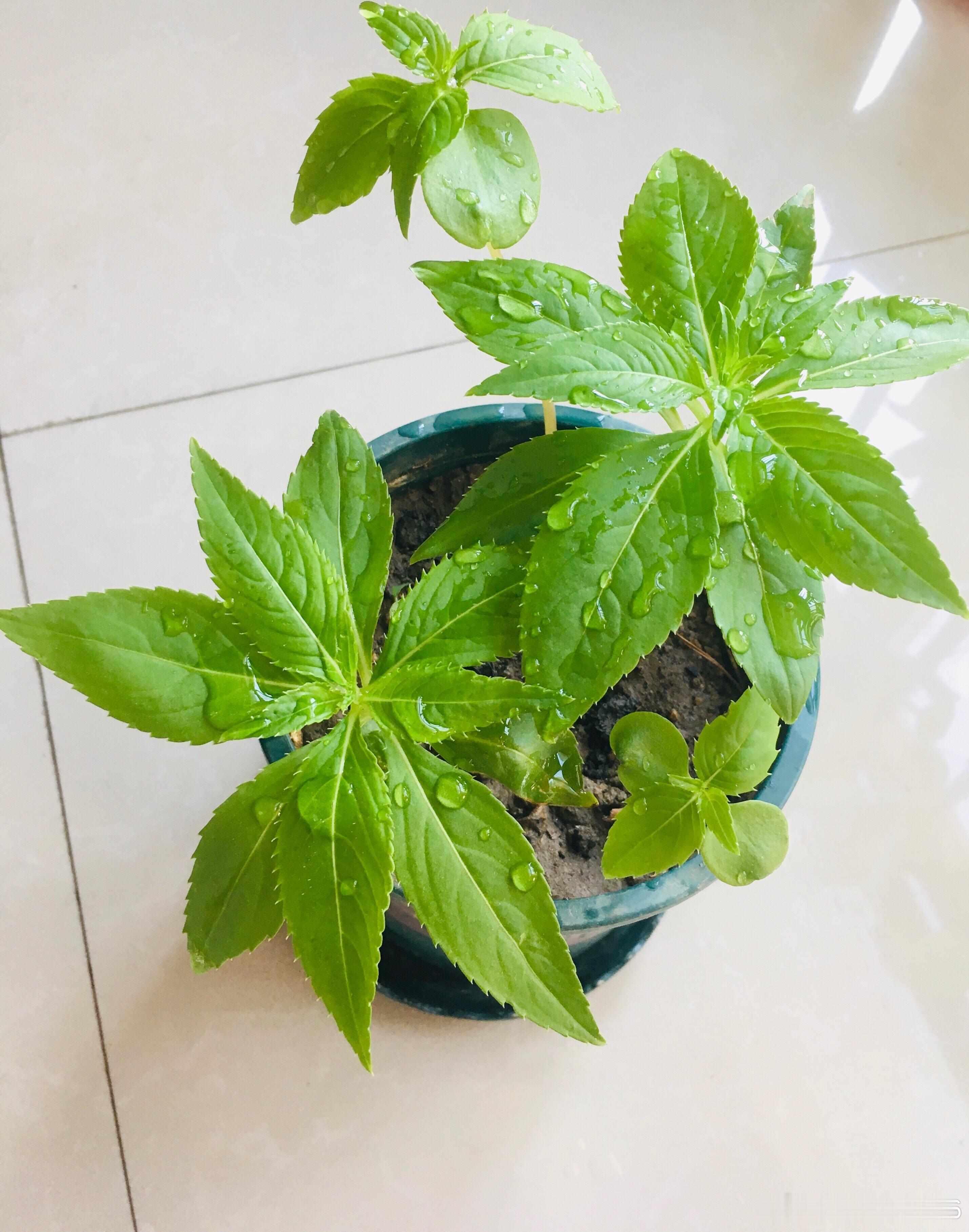 我的指甲草，茁壮成长