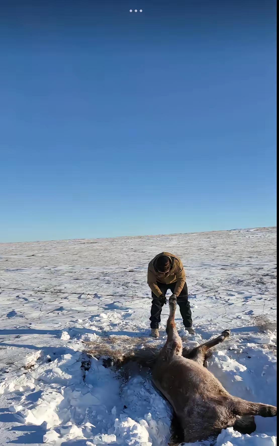 呼伦贝尔零下30℃救马，看哭全网！
 
零下30度的呼伦贝尔雪地，一匹马瘫在路边