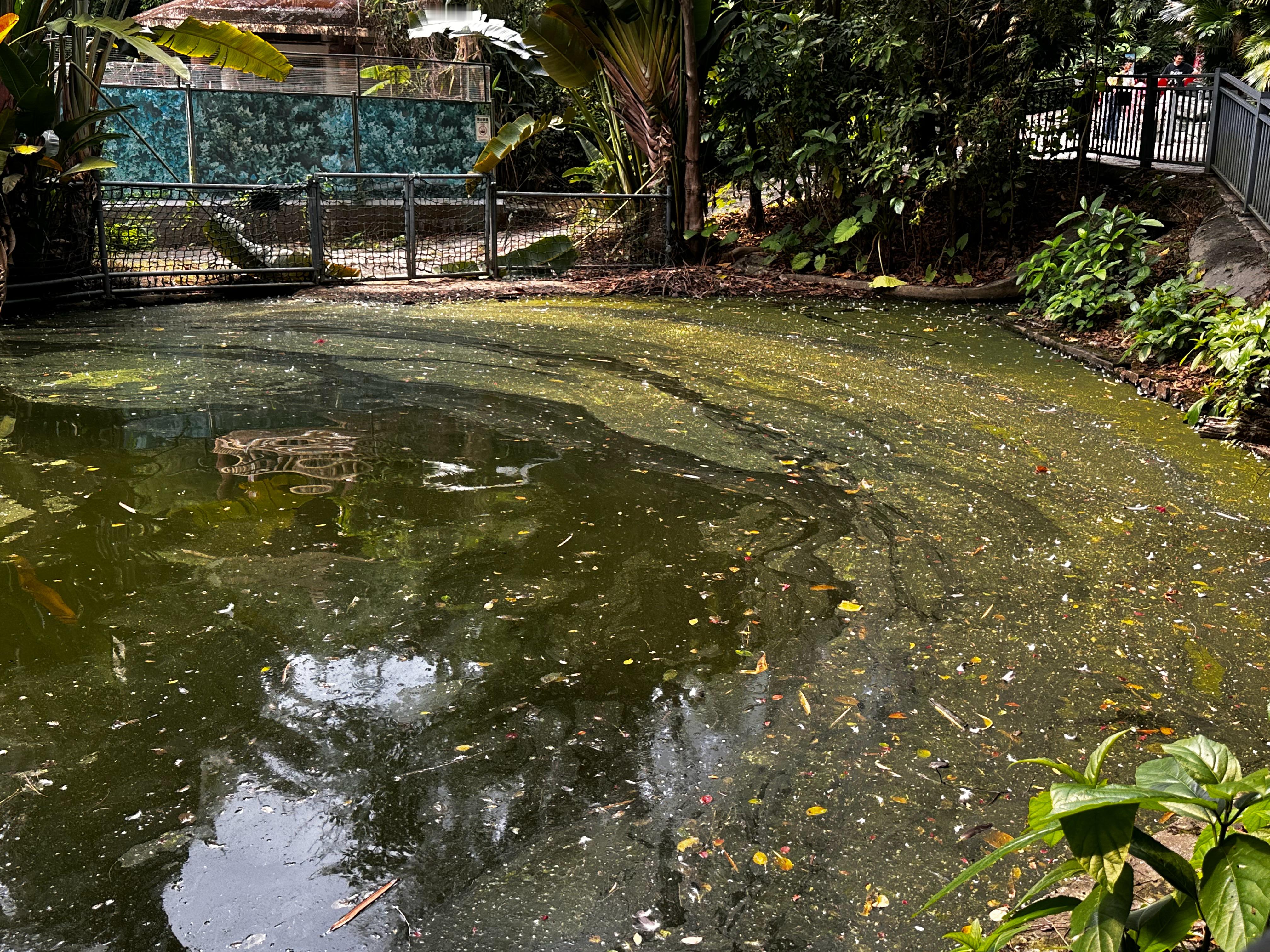 深圳野生动物园，水也太脏了。 深圳