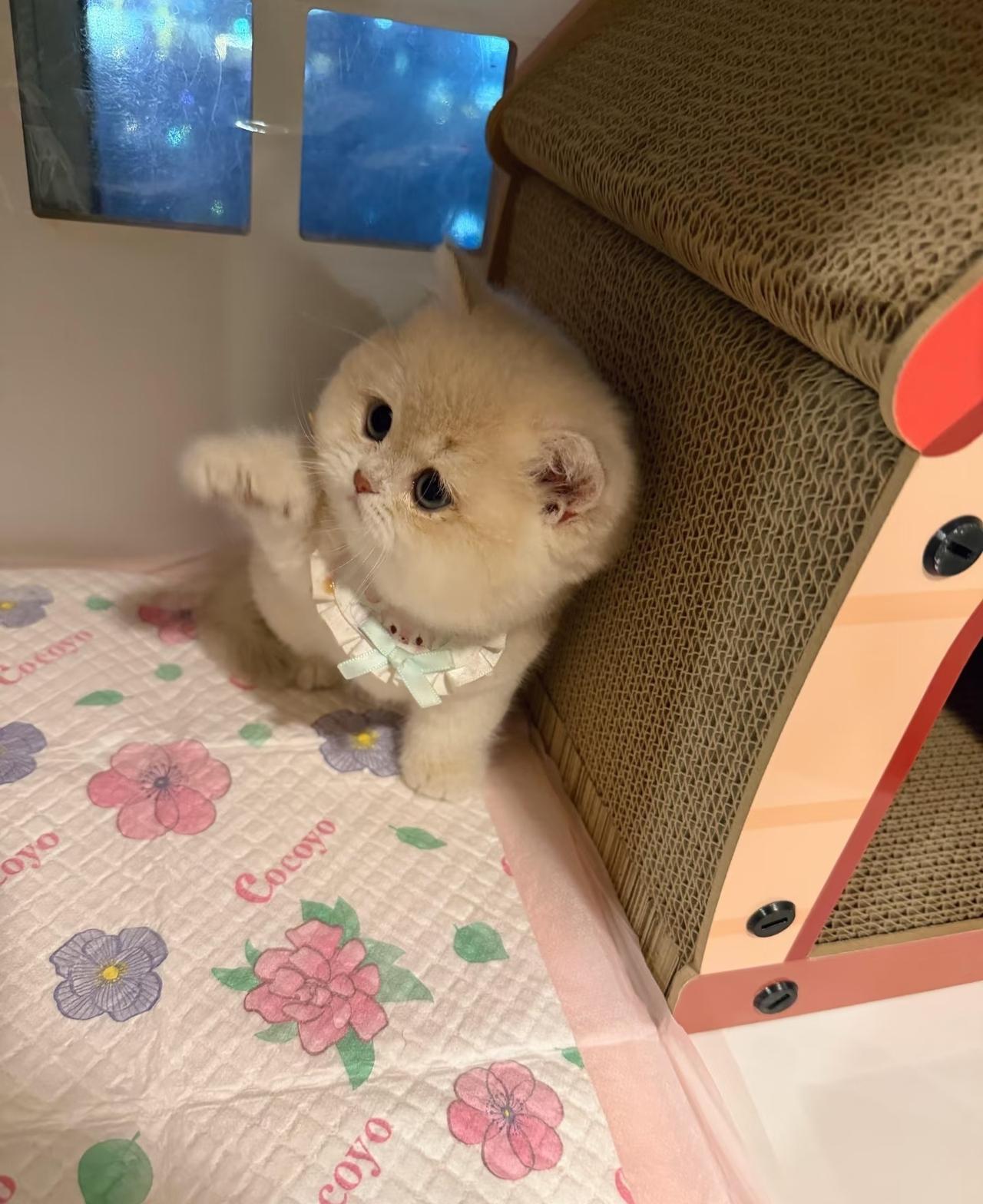 小咪跟你说：no flash💢孙颖莎 ​​​