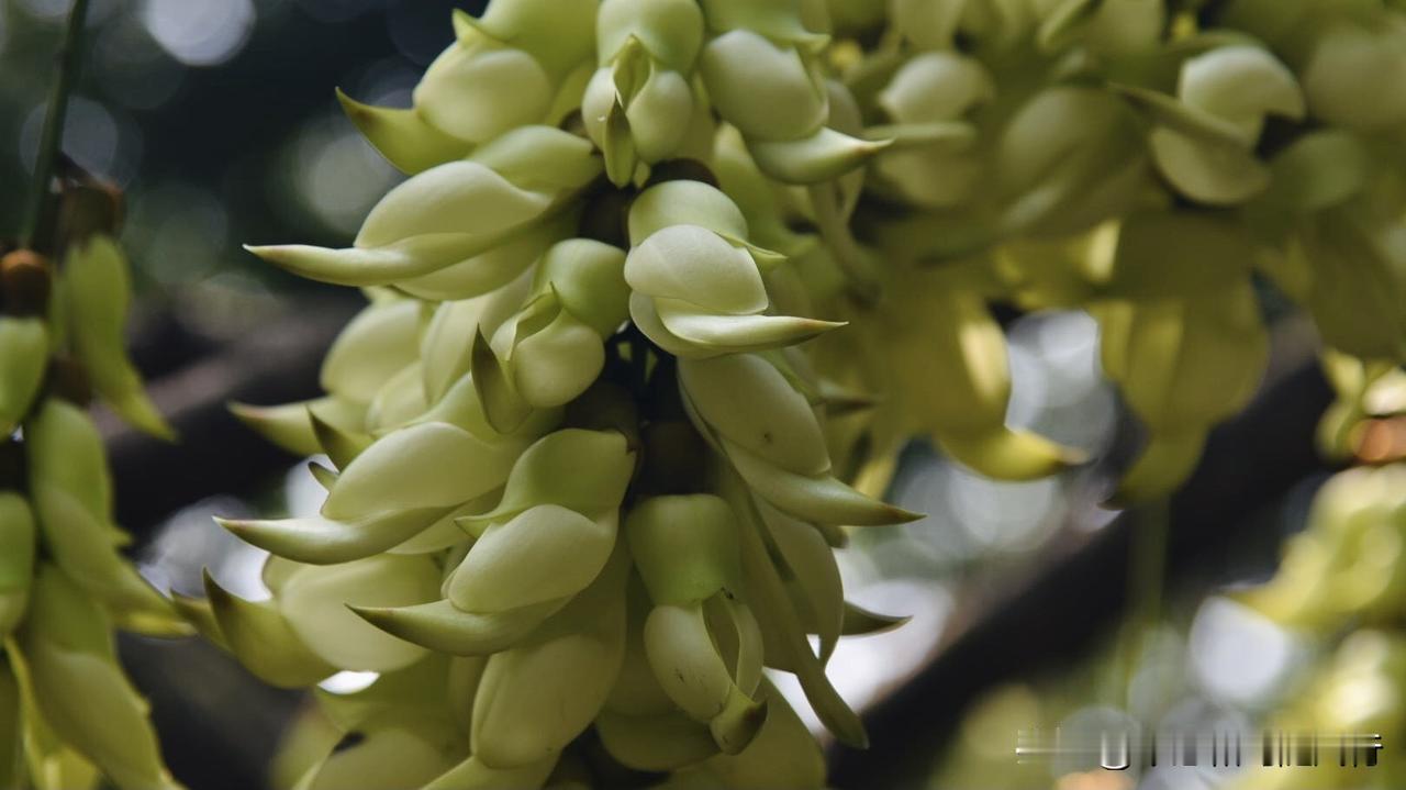 晒图笔记大赛栩栩如生的禾雀花，正值盛花期，因其花序形似千万只灵动的禾雀栖息枝头而