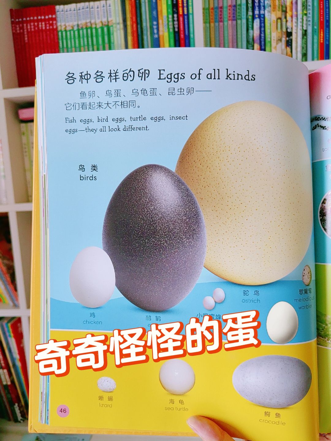 快看，适合3-99岁英语启蒙工具书！