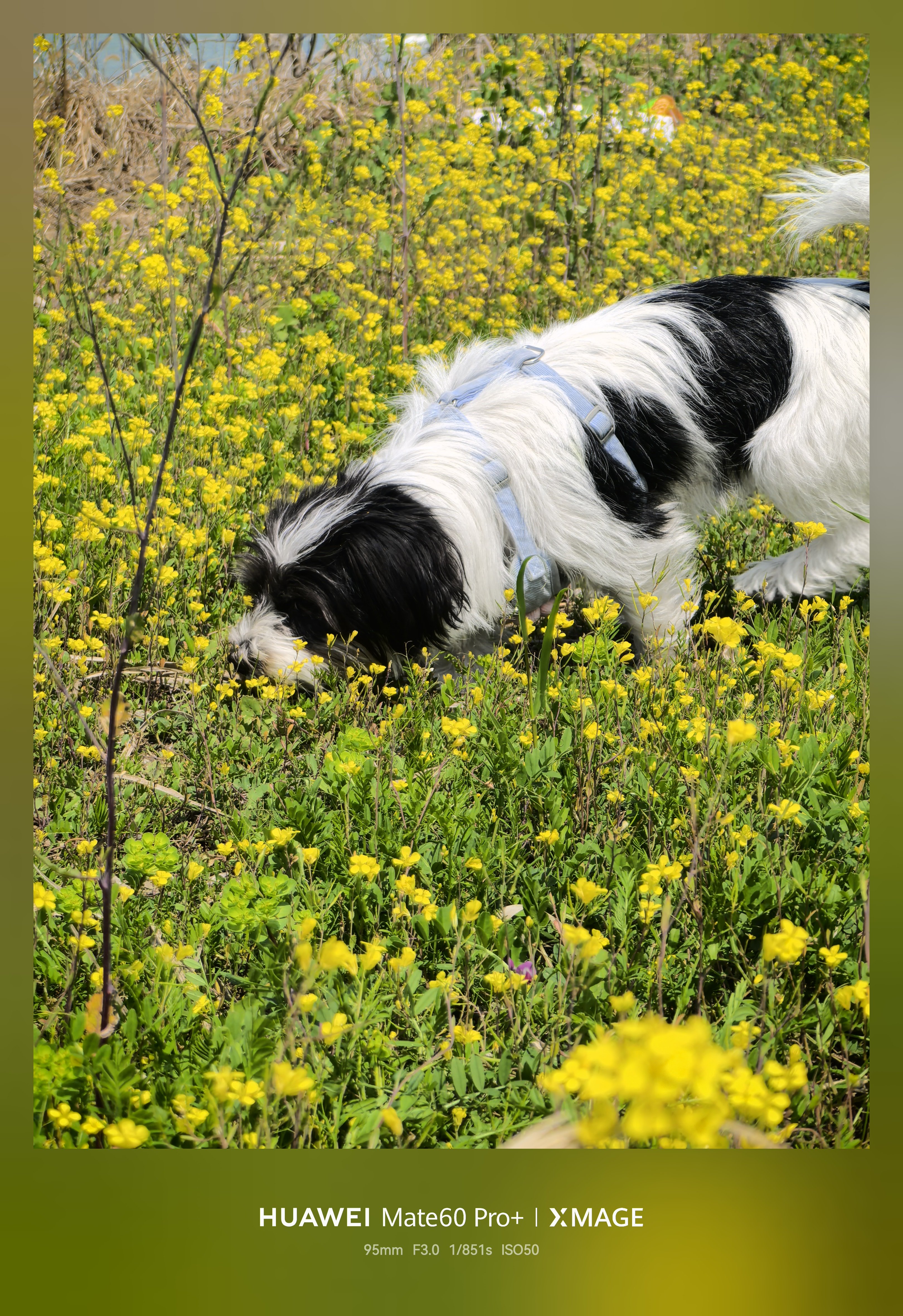 狗为了赢面相都变了 我家这只就怂的很，野地里玩的挺欢，就是不和其他狗狗耍…… 