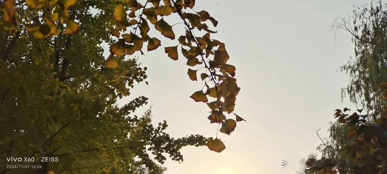 #逆光下拍的树叶是不是很好看?#