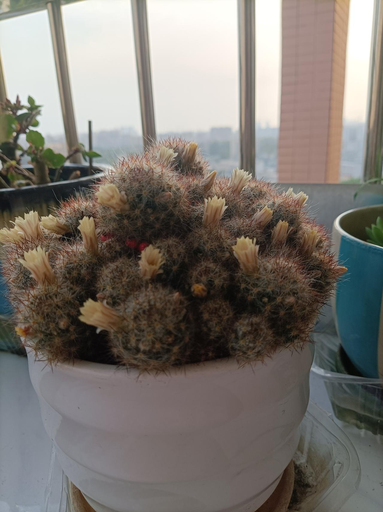 春天给家人的小惊喜阳台上的花儿给我们带来春的信息，一盆仙人球开滿了黄色的小花，刚