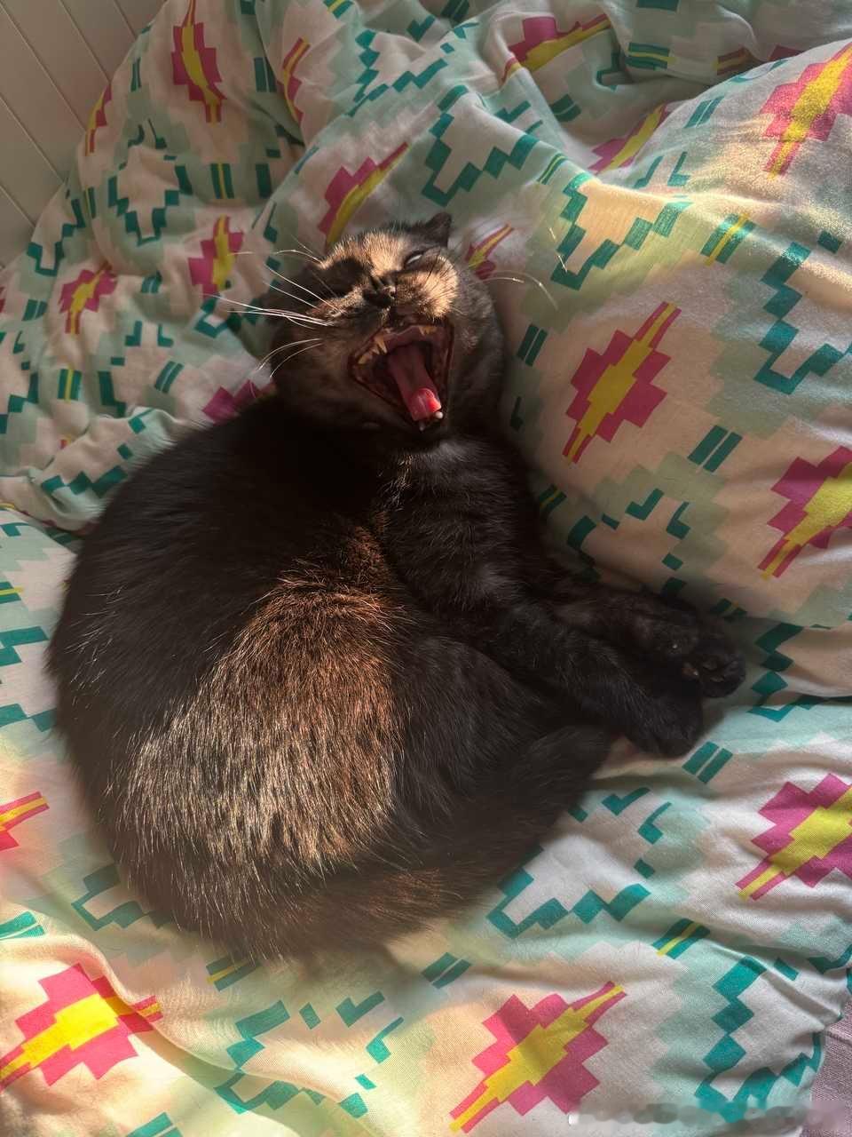 49496【丑猫】响尾咪 