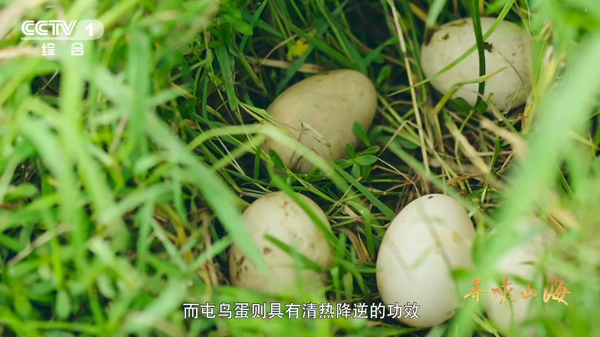 湖北这种鸭子的肉质能比肩牛肉湖北一处奇湖上岛屿多达1002座 尝过阳新屯鸟才懂什