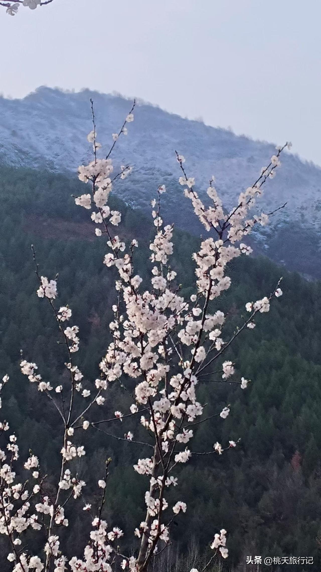去年今日此门中 ，人面桃花相映红，人面不知何处去 ，桃花依旧笑春风！西安秦岭的春