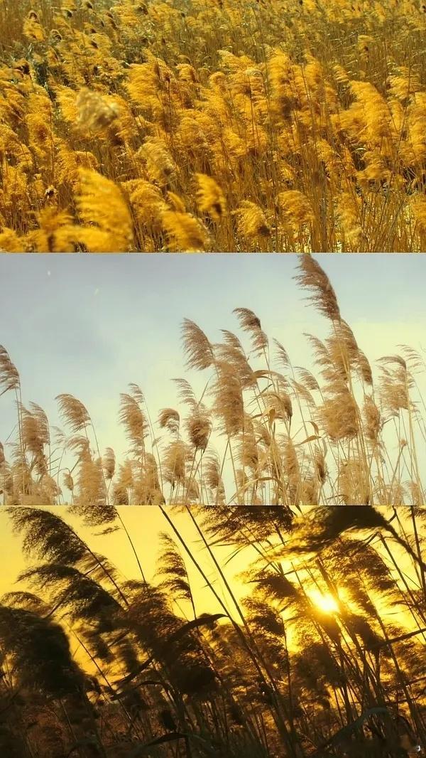 《长安二十四计》镜头真的很唯美，超绝质感，随便一帧都是大片既视感，这才是长剧存在