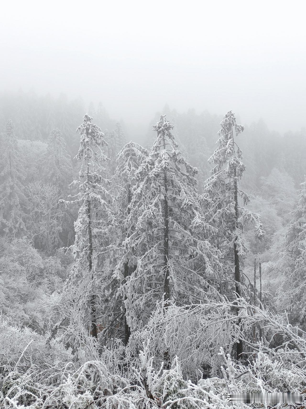 雪后，树不愿离雪离开，雪就挂在树枝上，风动雪舞满满的都是美好。//@SuchAb