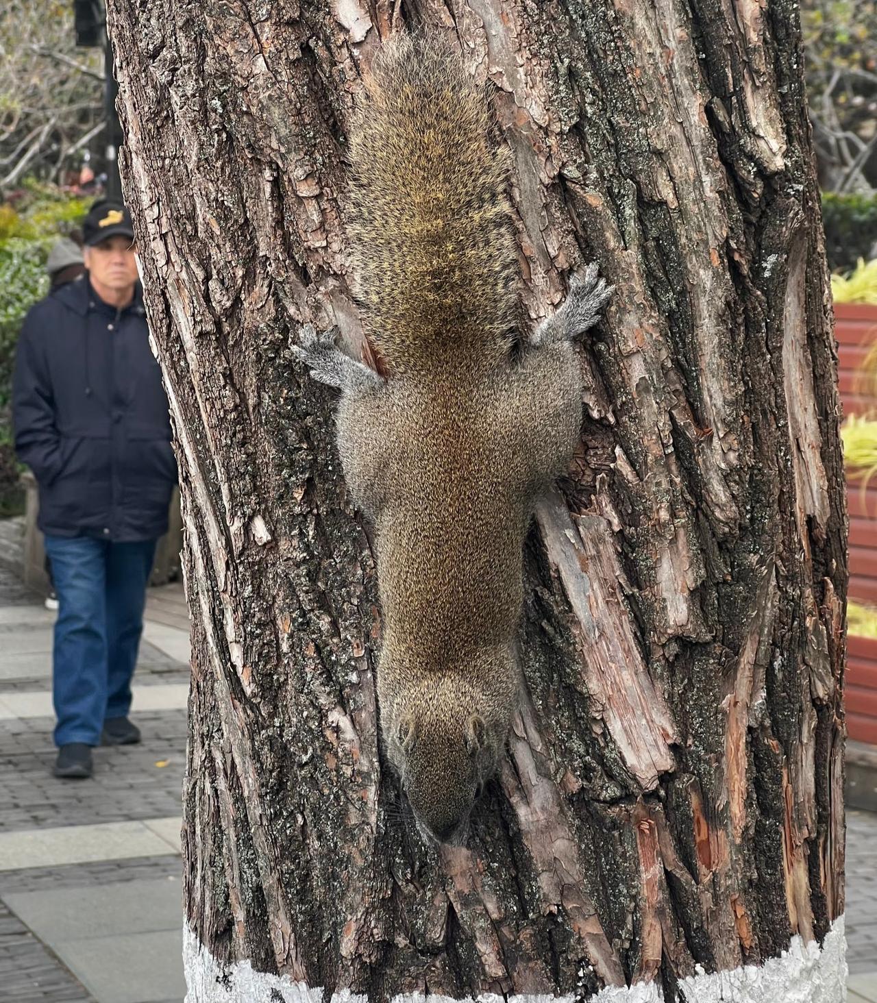 西湖…你真的把松鼠🐿️养的很好😄
这还是我第一次这么近距离的看松鼠
真的蛮可