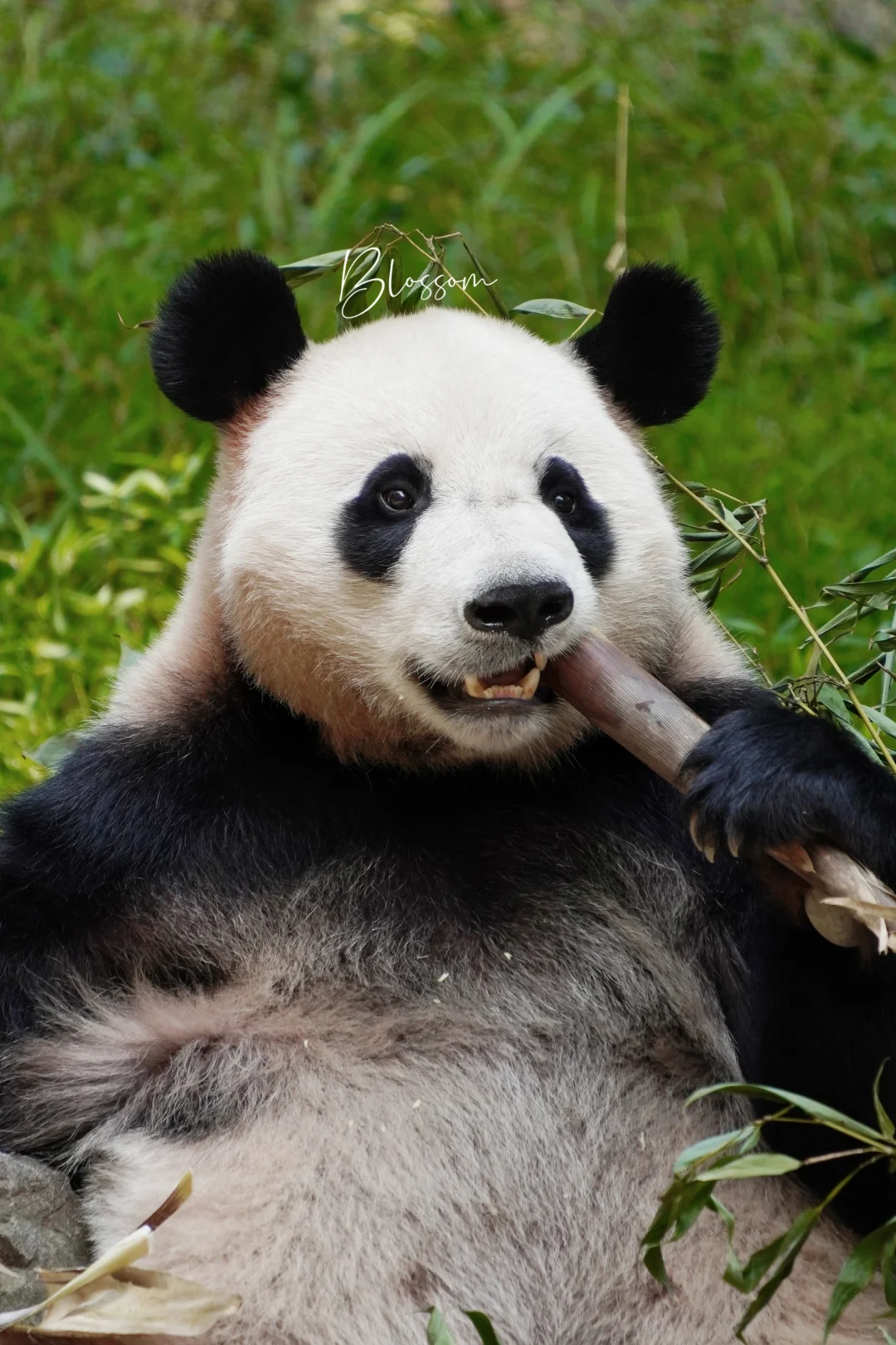 240827 可爱霸气的顿顿女侠