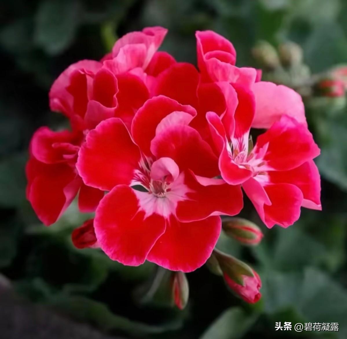 我的朋友们大家好，祝周日愉快！感谢一直以来朋友们对我的支持和关心，最近我的眼睛一