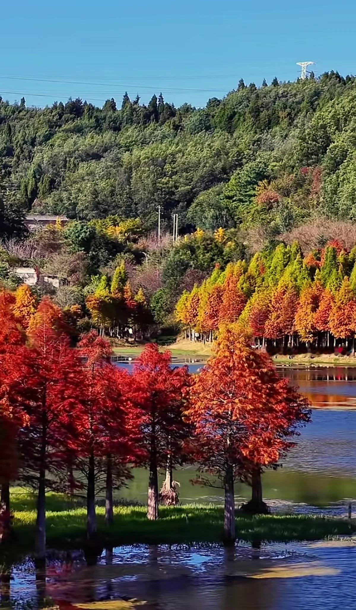 秋日湖畔，红叶如火，美不胜收！🍁🍂🌳秋日湖畔美景！ 好美的秋季景 美丽的秋