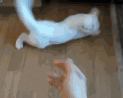 你它喵的敢鄙视我[怒]