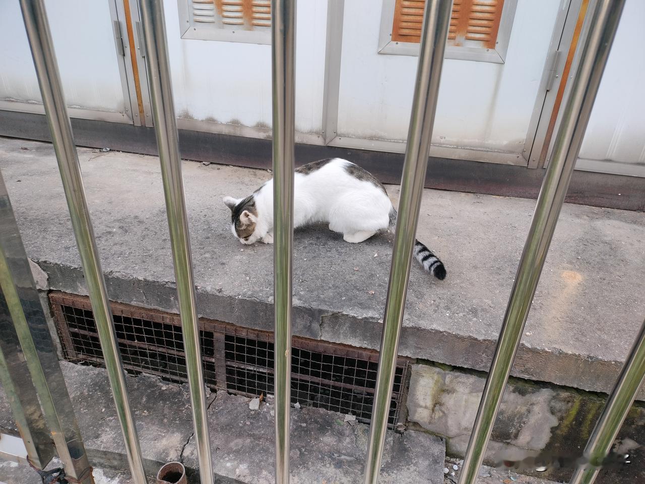 这是我家的猫咪，已经出来三天了，流浪了三天三夜，就这喊它还是不愿意回家，试探着给