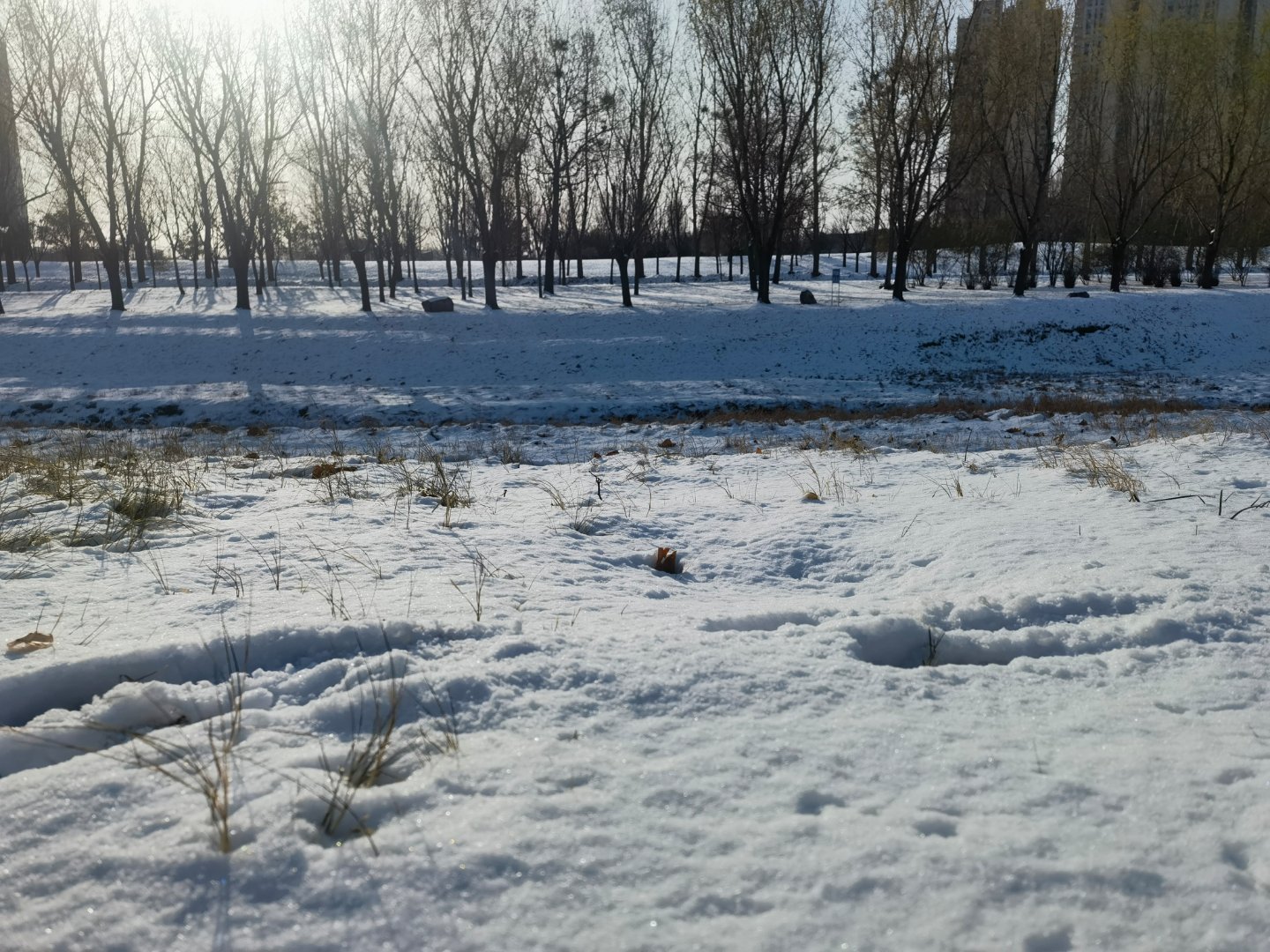 郑州雪过天晴、寒冬冽冽，阳光温暖的照射的大地，虽有点冷，但暖意也很在线！这应是冬