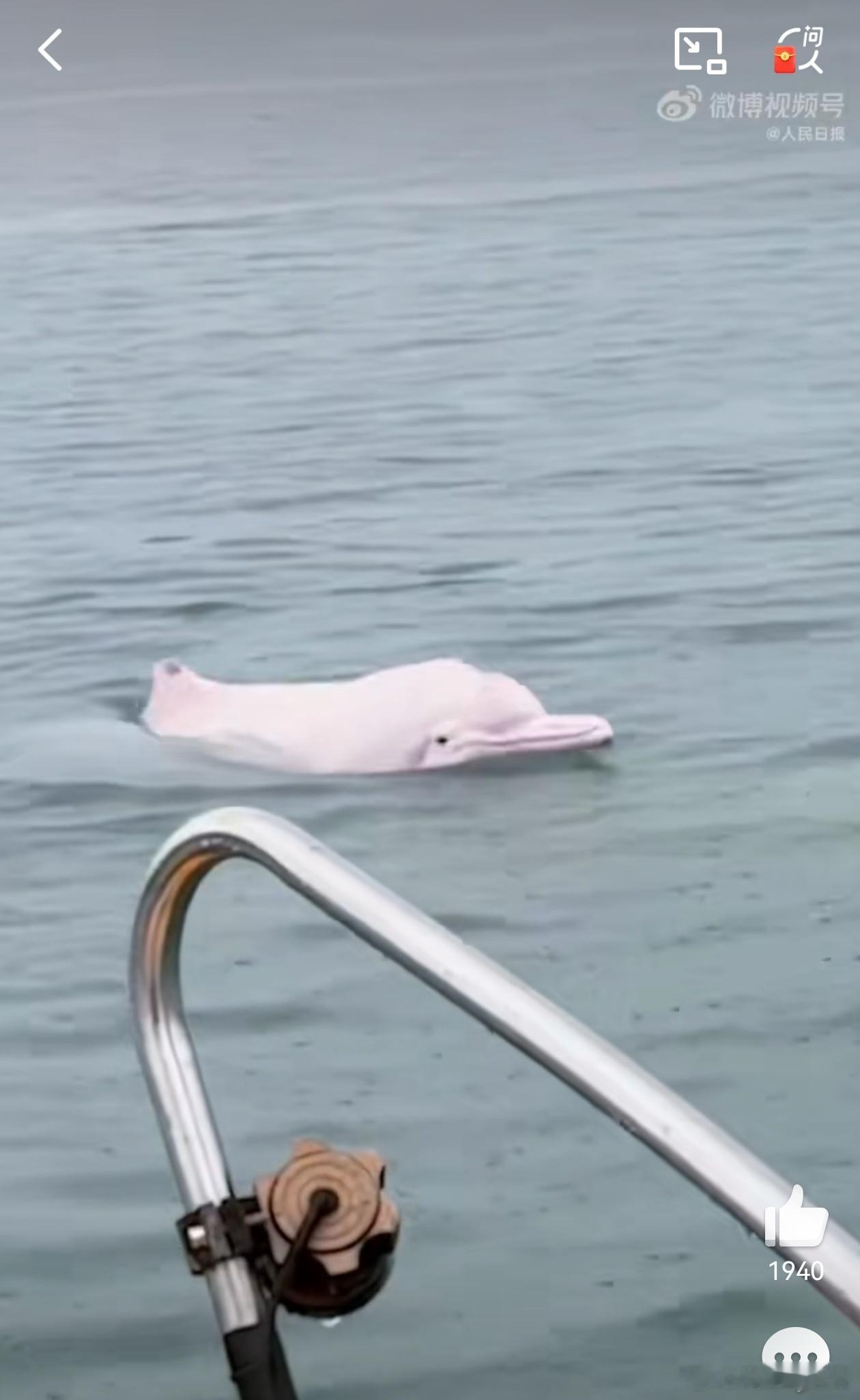 粉海豚出水打招呼粉色gai溜子：人类是益虫！ 