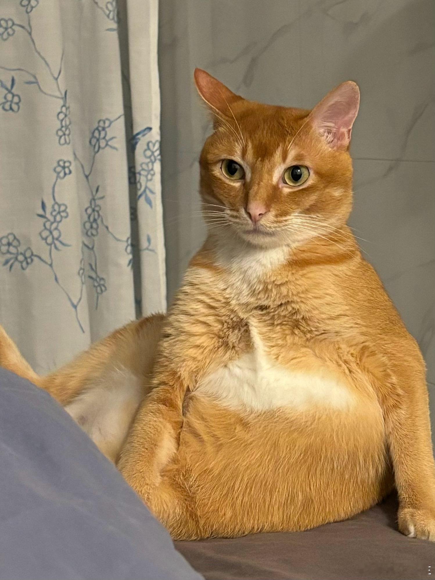 谁懂这种嘴巴是平的猫。完全成男。谁家的乙游男主跑出来了 