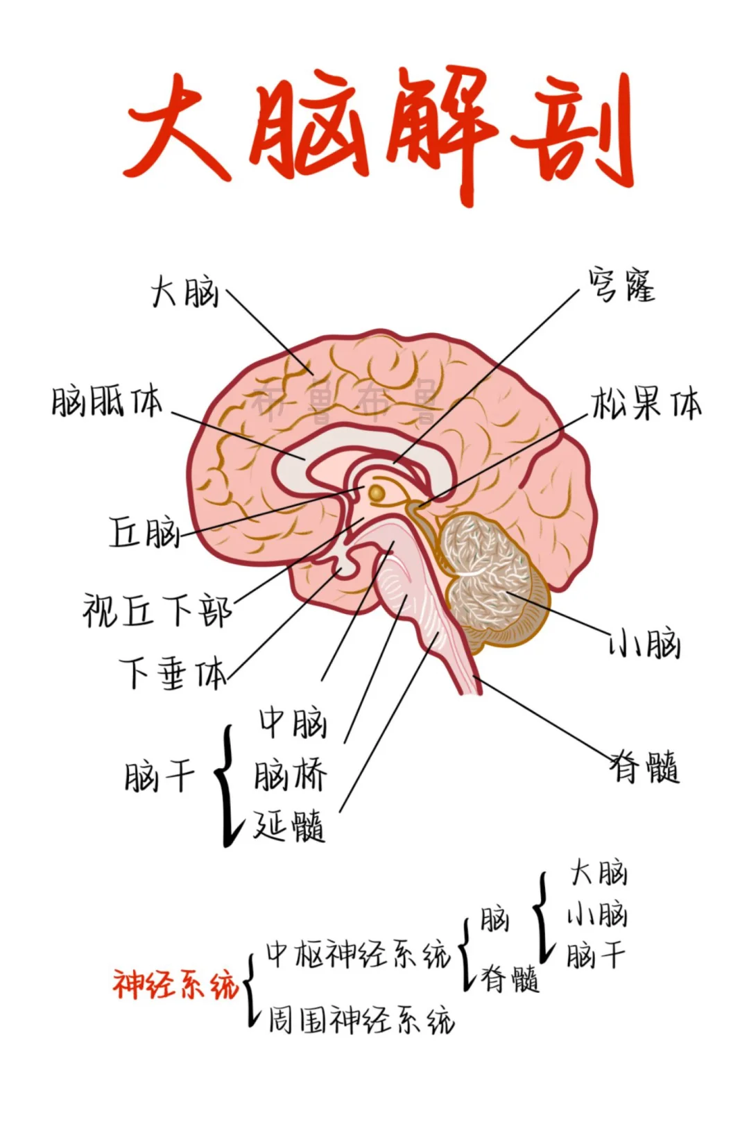 医学生笔记——大脑解剖