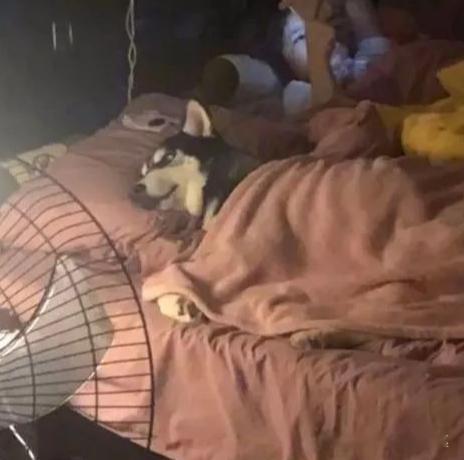 半夜上完厕所回来，发现…二哈：既然追求刺激，就要贯彻到底！ ​​​