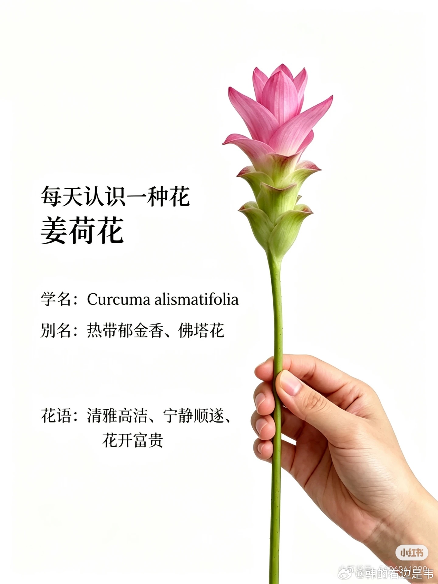 挑战每天认识一种花-姜荷花学名：Curcuma alismatifolia别名：