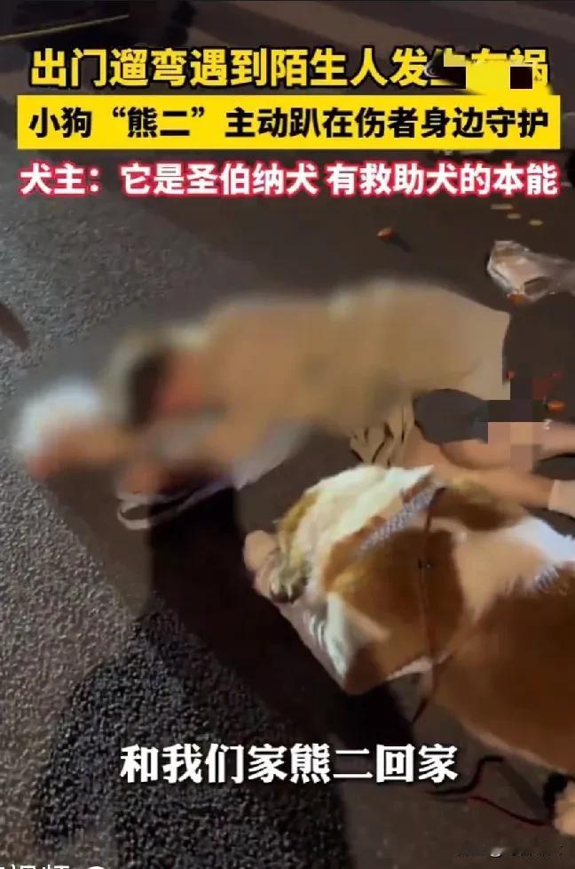 “太有灵性了！”黑龙江，男子出门遛狗，遇到2个女生发生车祸，趴地上动弹不得，他急