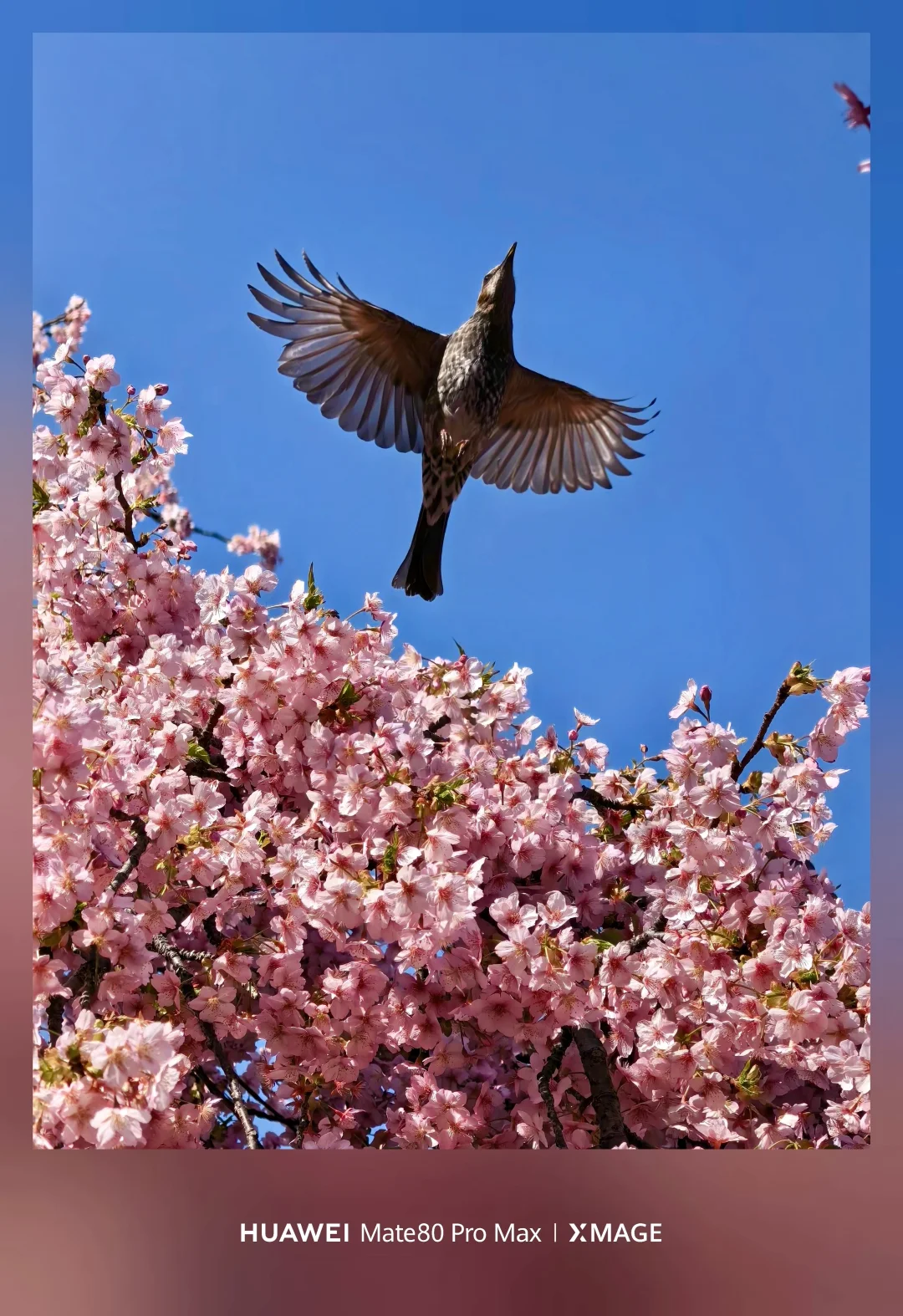 把春天，装进一整片樱花里