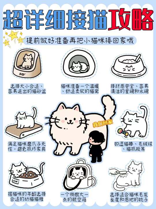 超详细接猫攻略｜一篇就够👀